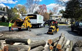 How Our Tree Care Process Works  in  Lordship, CT